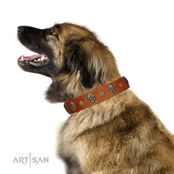 Adjustable Leonberger Artisan leather collar for comfortable wear