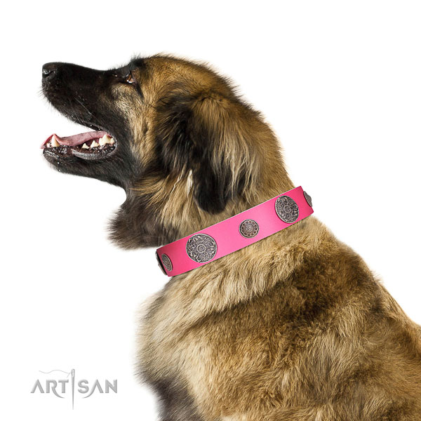 Extraordinary walking white leather Leonberger collar with cool decorations