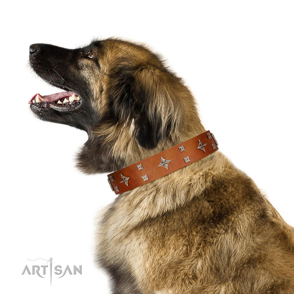 Royal look tan leather Leonberger collar with silver-like covered decorative elements