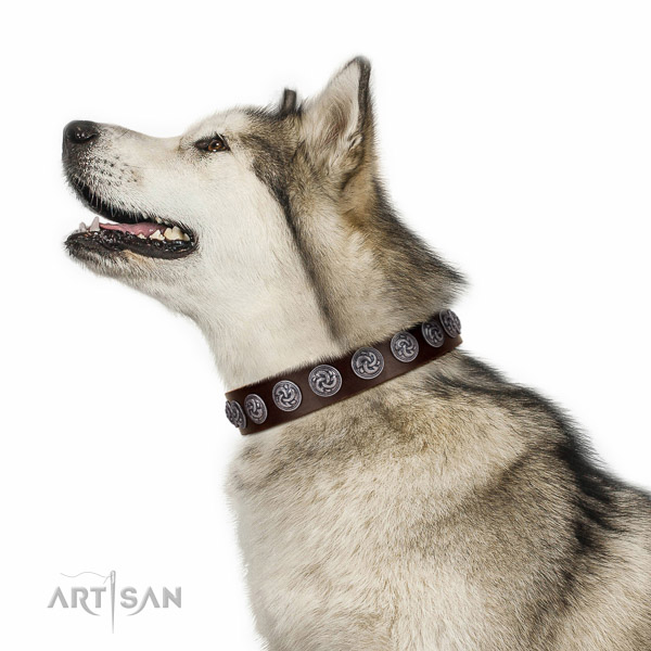 Brown leather Malamute collar made according to all standarts