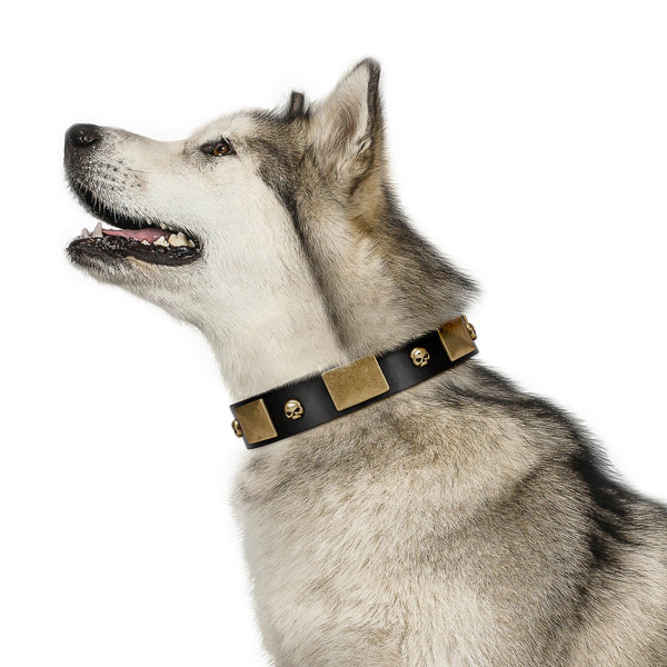 FDT Artisan black leather Malamute collar with stylish adornments