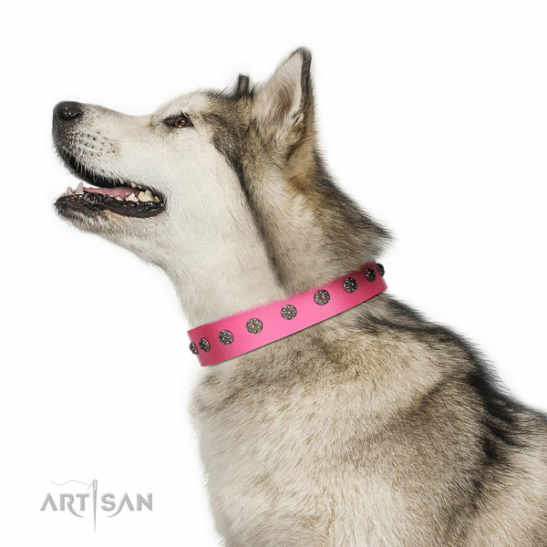 Walking top-notch quality walking leather Malamute collar