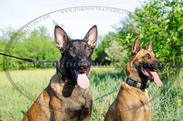 Walking Malinois decorated leather collar