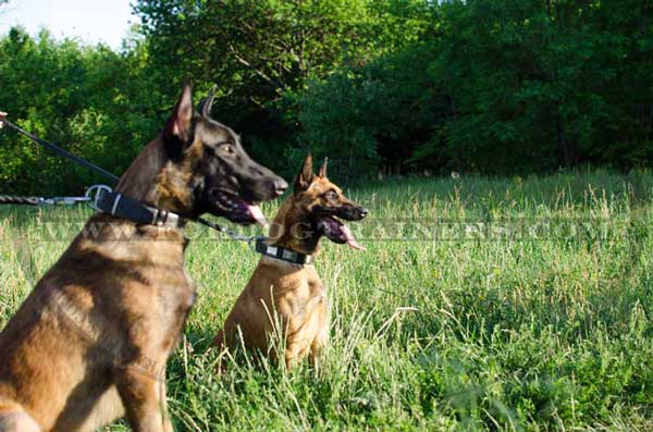 Adorned with plates leather Malinois collar