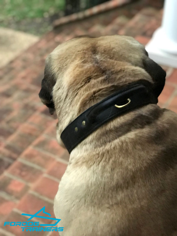 Mastiff Leather Collar with Brass Hardware for Controlling Maverick