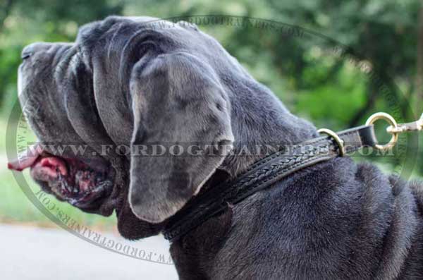 Choke Napoletano Mastiff Collar Walking Training