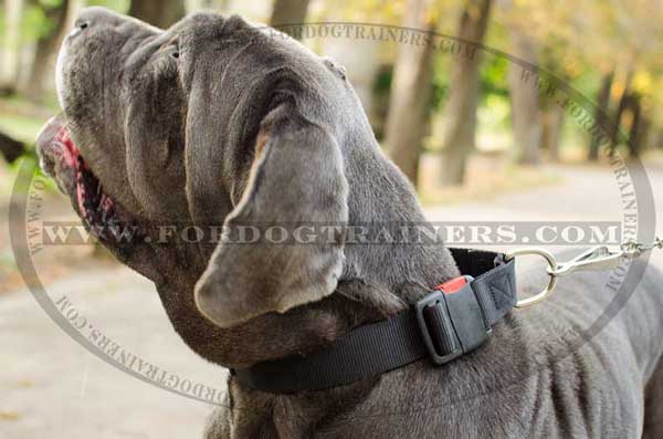 Mastino Napoletano Collar Nylon Classic All Weather Dog Supply