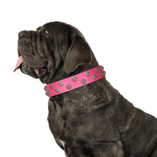 Extraordinary walking pink leather Mastino Neapoletano collar with modern decorations