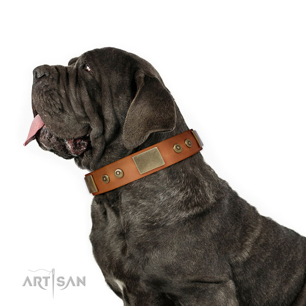 Mastino Neapoletano daily use dog collar of flexible leather