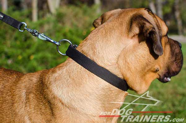 All-Weather Training Nylon Cane Corso Collar