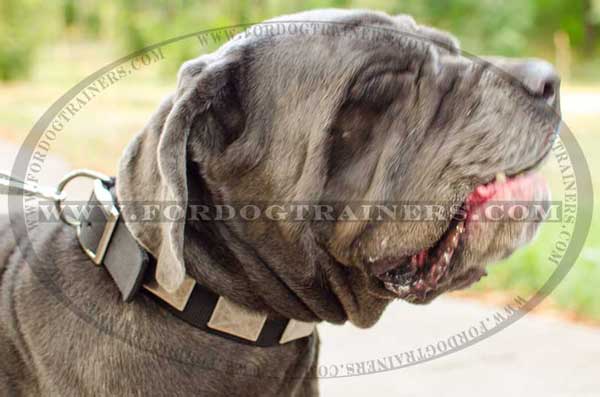 Train Mastino Napoletano with this collar