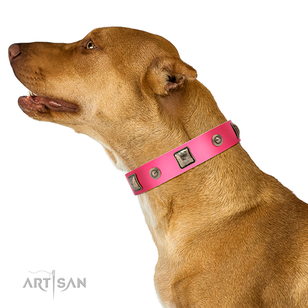 Decorated leather Dalmatian collar for comfortable
walking