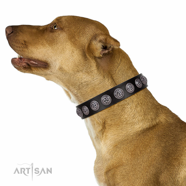 Walking top-notch quality walking leather Pitbull collar