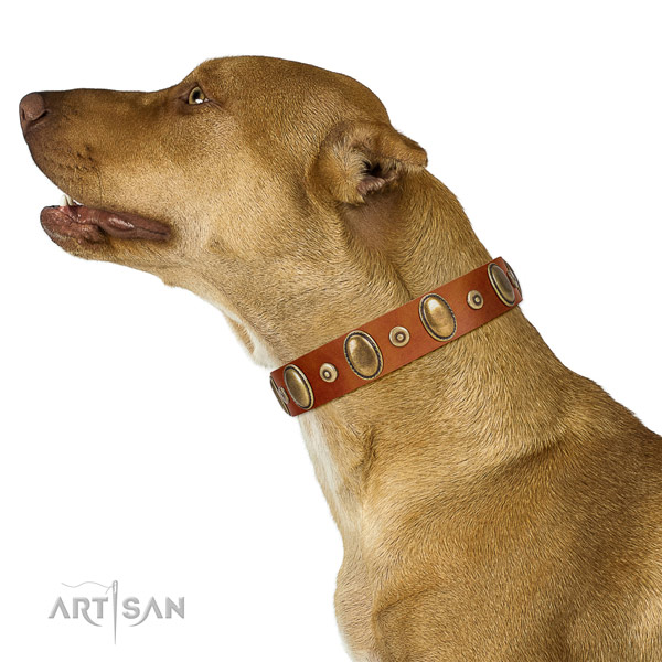 Tan Leather Pitbull Collar for Comfortable Walks