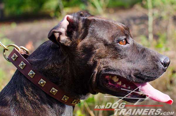 Decorated Leather Pitbull Collar for Walking in Style