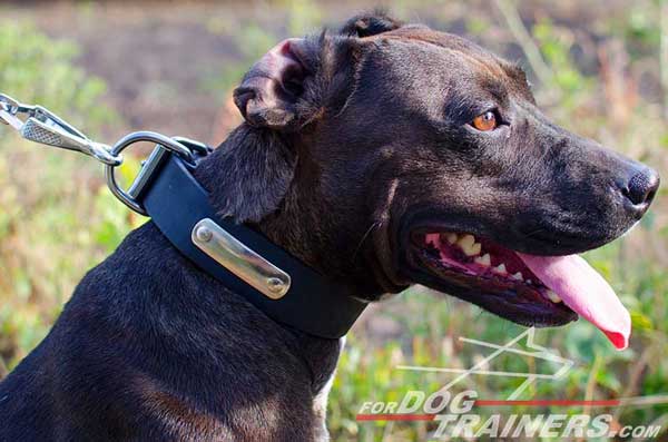 Leather Pitbull Collar for Multipurpose Use