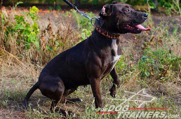 Leather Pitbull Collar Universal in Use