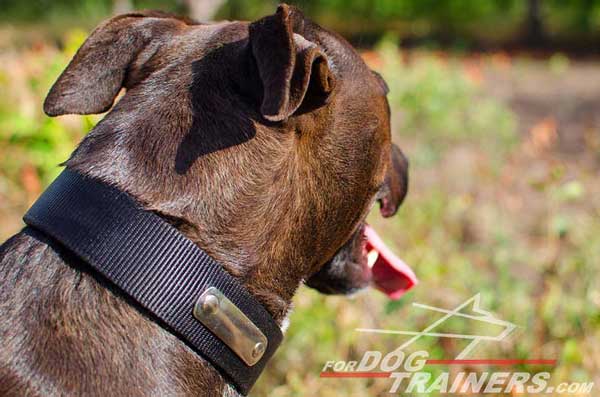 Waterproof Nylon Pitbull Collar 