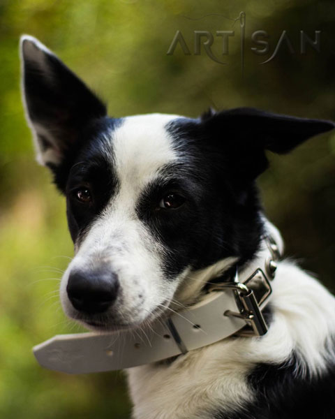 White leather dog collar with strong buckle