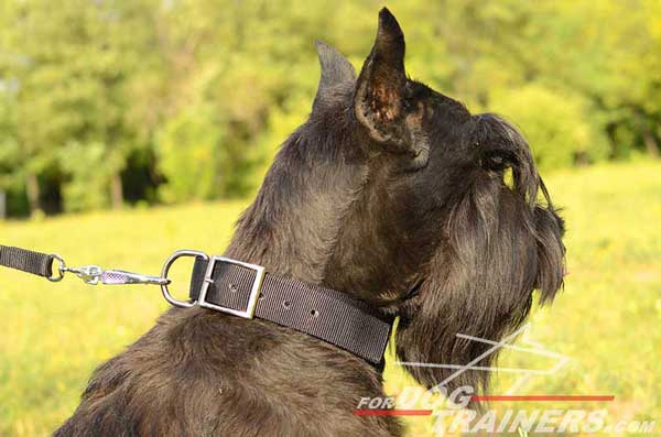 Riesenschauzer Collar Nylon Classic All Weather Dog Supply