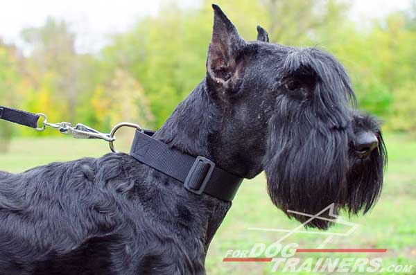 Durable Riesenschnauzer Collar Nylon Dog Walking