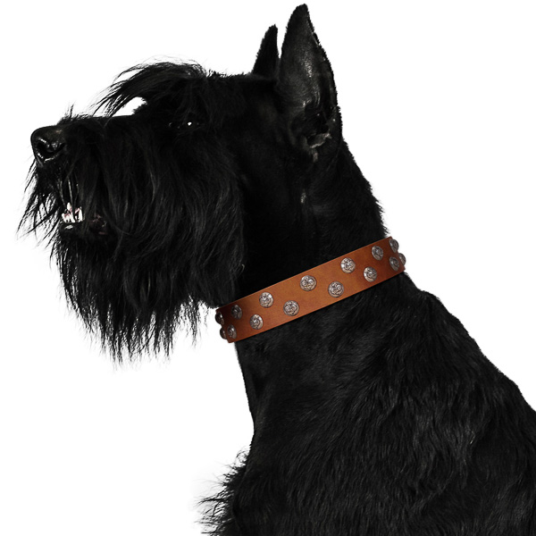 Tan leather Riesenschnauzer collar made by professional craftsmen