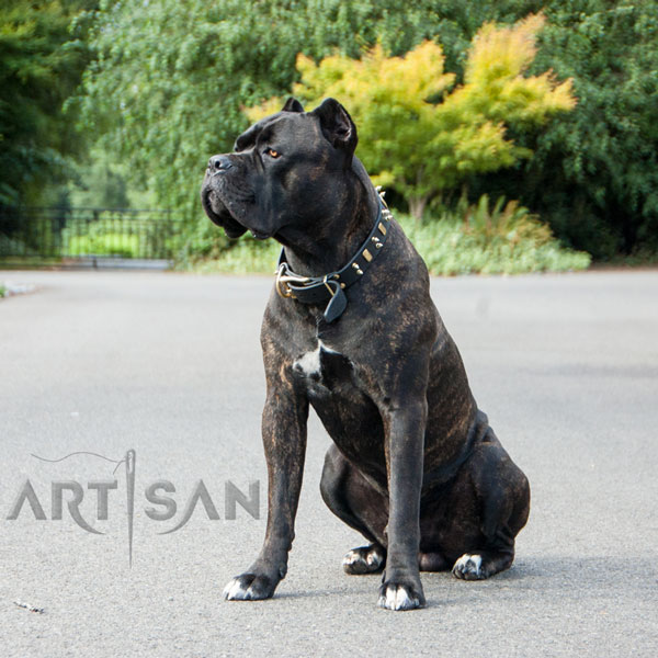 Roman Presents Stylish Leather Cane Corso Collar