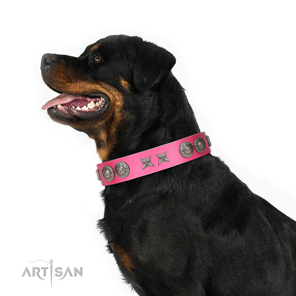 Extraordinary walking pink leather Rottweiler collar with chic decorations