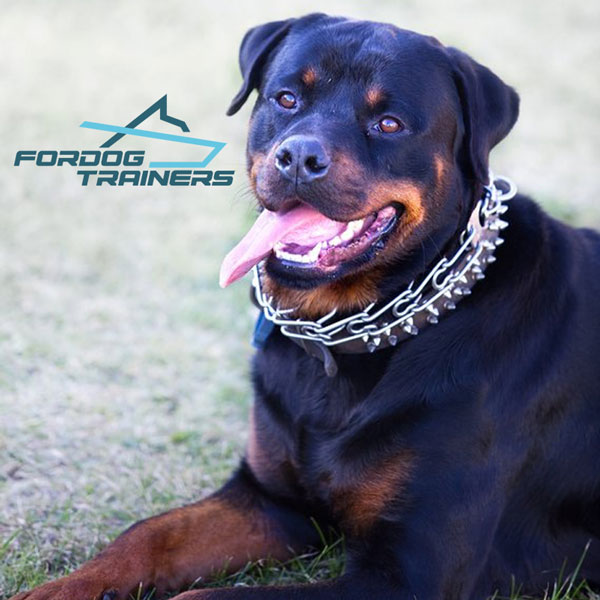 Stainless Steel Rottweiler Prong Collar for Rambo