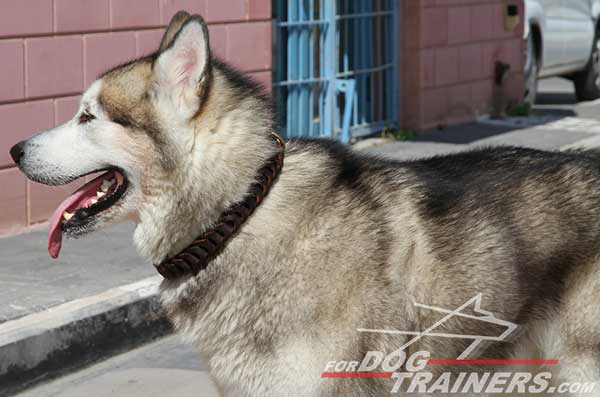 Siberian Husky Choke Collar