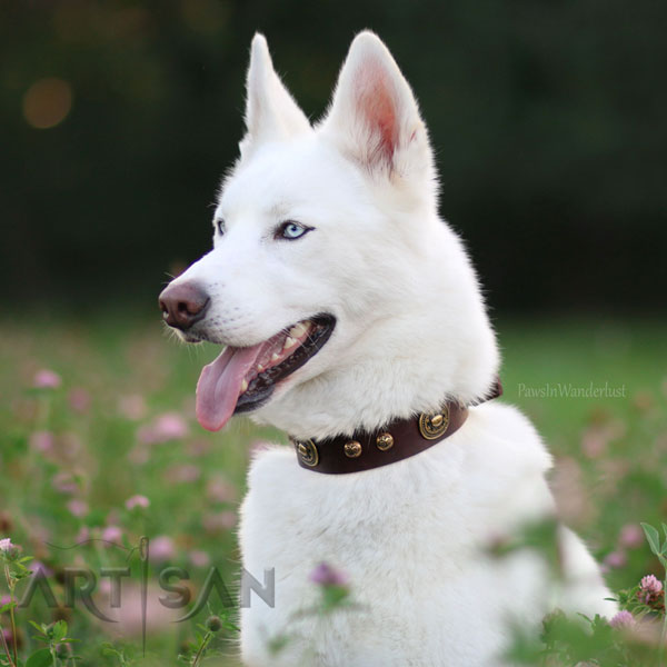 Siberian Husky Titan Wearing Gorgeous Leather Dog Collar