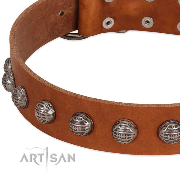 Tan leather dog collar with chic decorations