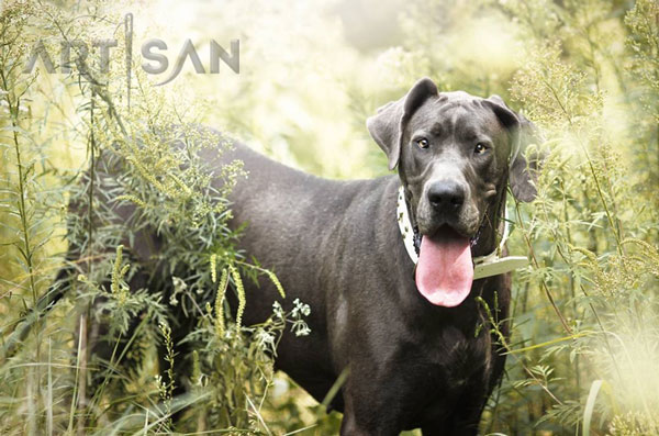 Unusual leather Great Dane collar with embellishments