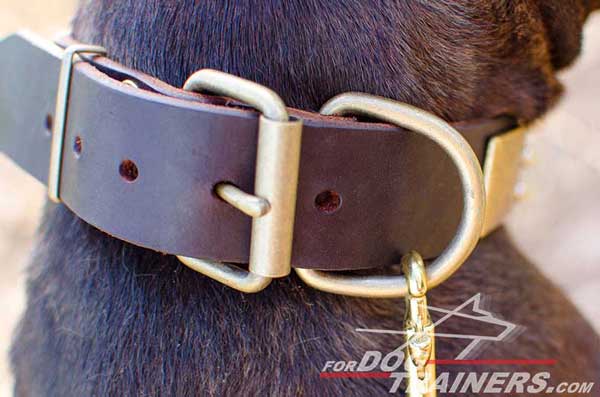 Brass Rustproof Buckle on Pitbull Collar 