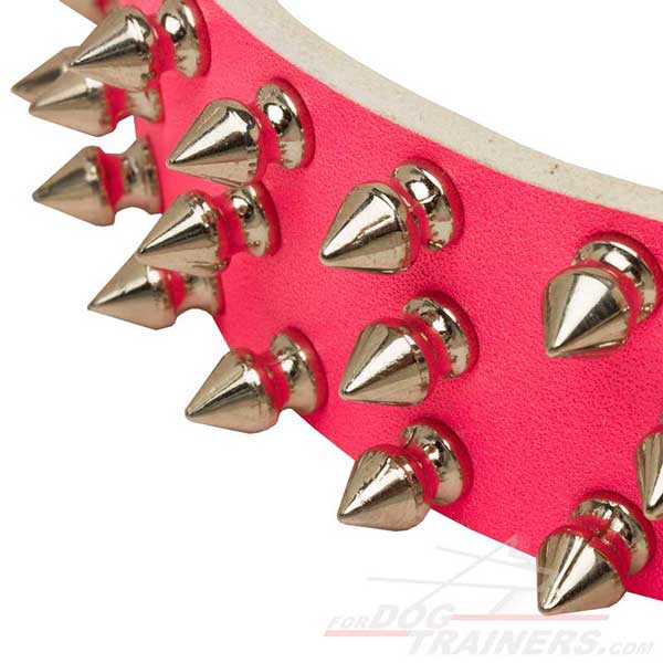 Walking Pink Leather Collar with riveted spikes