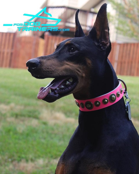 Stylish Pink Leather Collar for Stylish Doberman