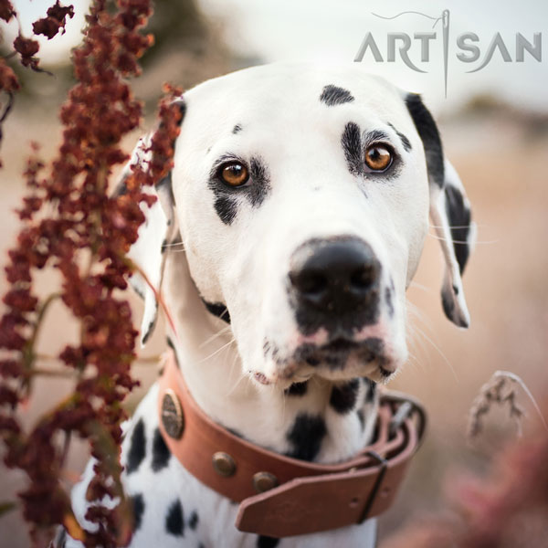 Tan Leather Decorated Collar Crafted for Lio Dalmatian