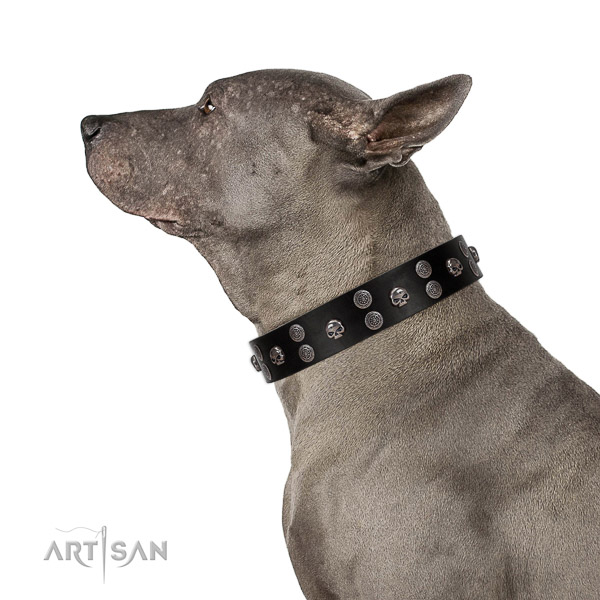 Walking top-notch quality walking leather Thai Rodgeback collar