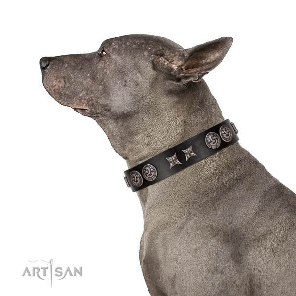 Extraordinary walking black leather Thai Ridgeback collar with chic decorations