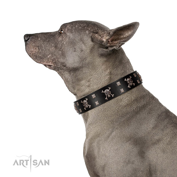 Extraordinary walking black leather Thai Ridgeback collar with fabulous decorations