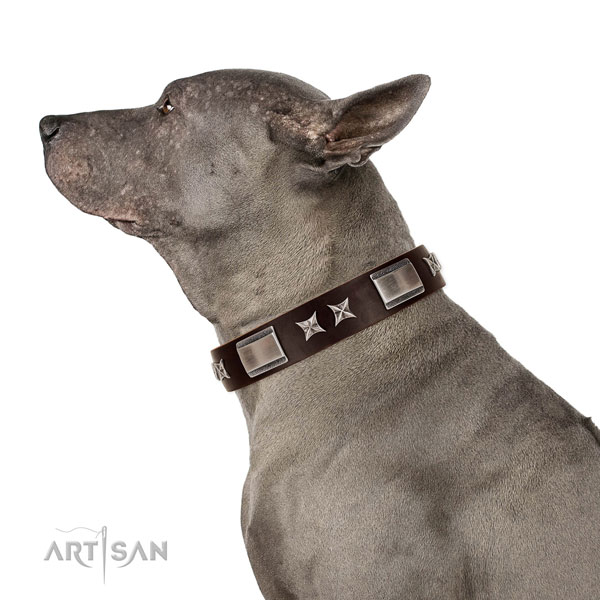 Adjustable leather Thai Ridgeback collar for daily walking