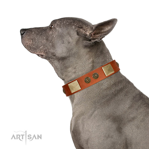 Tan Leather Thai Ridgeback Collar for Perfect Look