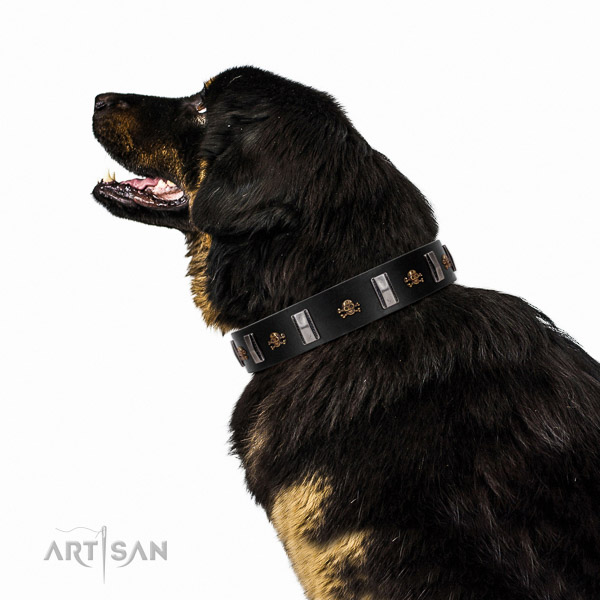 Extraordinary walking black leather Tibetian Mastiff collar with chic decorations