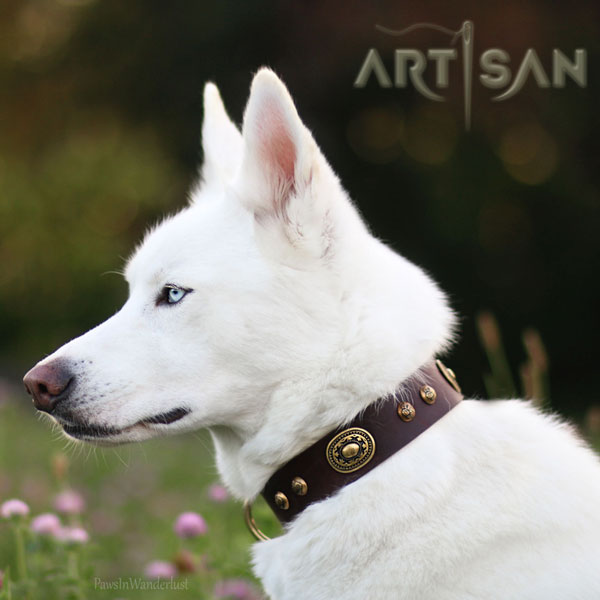 Excellent Quality Letaher Collar for Titan