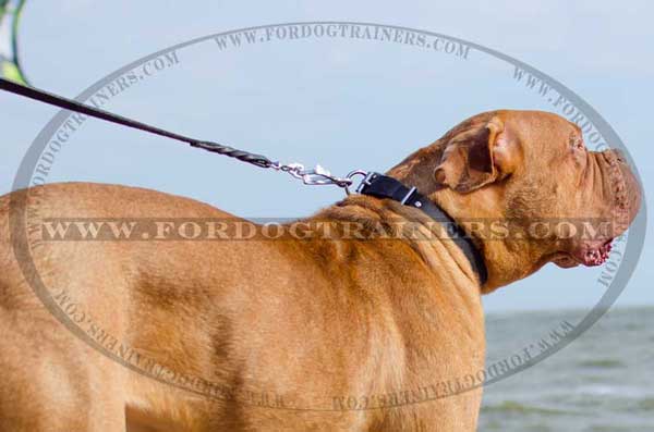 Simple Collar for Dogue-de-Bordeaux