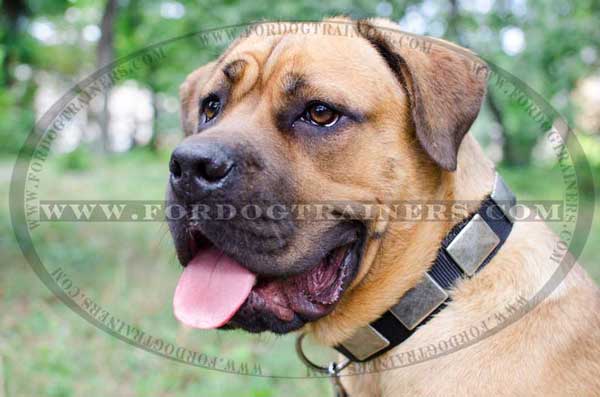 Nylon Cane Corso Training Collar