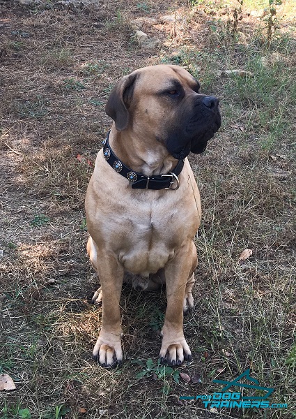 Decorated Leather Mastiff Collar for Triton