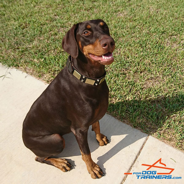 Walking Leather Doberman Collar