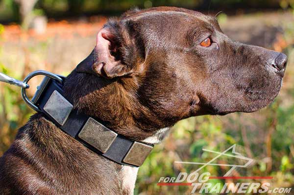 Exclusive old massive plates for leather Pitbull collar