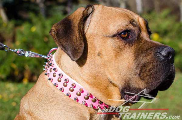 Well-Made Pink Leather Cane Corso Collar with Columns of Spikes and Studs